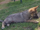 puppy