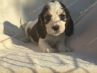 puppy