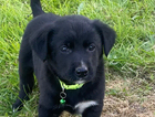 puppy