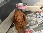 puppy