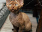 Kitten