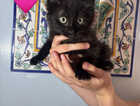 Kitten