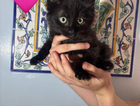 kitten