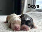 Puppy