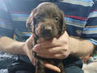 Puppy