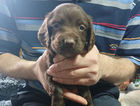 puppy