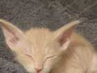 Kitten