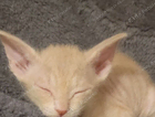 kitten