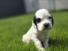 puppy