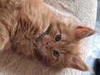 Kitten