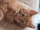 kitten