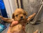 puppy rose