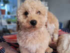 Puppy