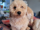 puppy