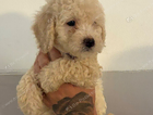 puppy
