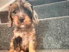 Puppy