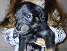 puppy