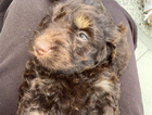 puppy
