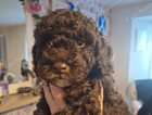 puppy