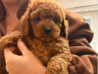 puppy