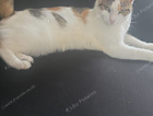 Please help us find our cat