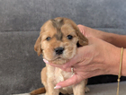 puppy