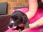 puppy