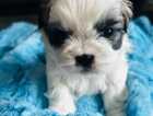 Puppy