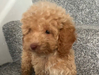 puppy