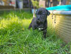 Puppy