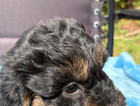 puppy