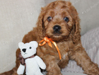 puppy orange boy