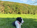puppy