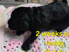 Puppy