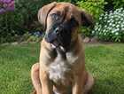 Puppy