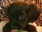 Puppy