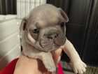 Puppy