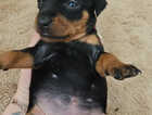 Puppy