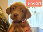 light pink girl