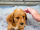 puppy