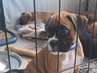 puppy