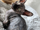 kitten