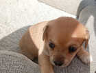 Puppy