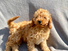 puppy