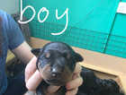 Puppy