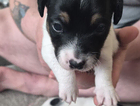 puppy