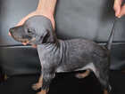 Puppy