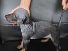 puppy