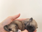 puppy