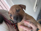 Puppy